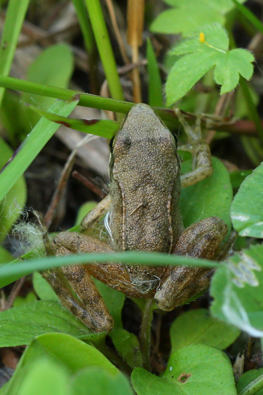 Piccola rana da id - Rana italica